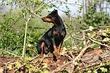PINSCHER NAIN 137